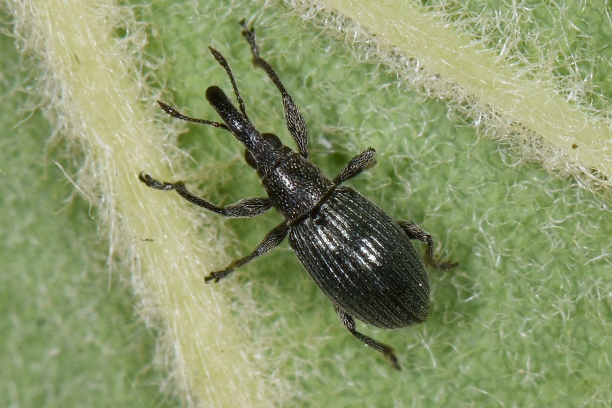 Apionidae: Aspidapion  sp?  Sì, Aspidapion radiolus